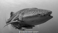close encouter with a whaleshark in TRiton BAy - West Pap... by Claudia Weber-Gebert 